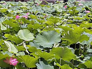 Kunming - Parc Cuihu - 58